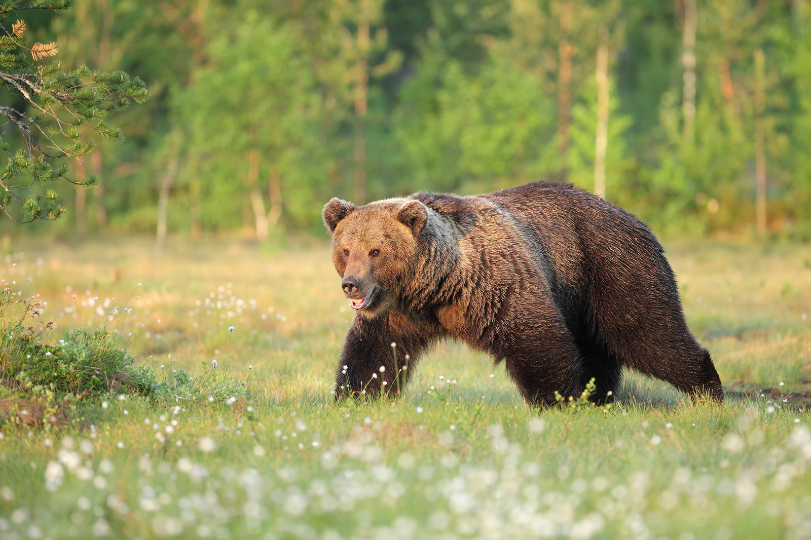 Медведь бежит в лесу